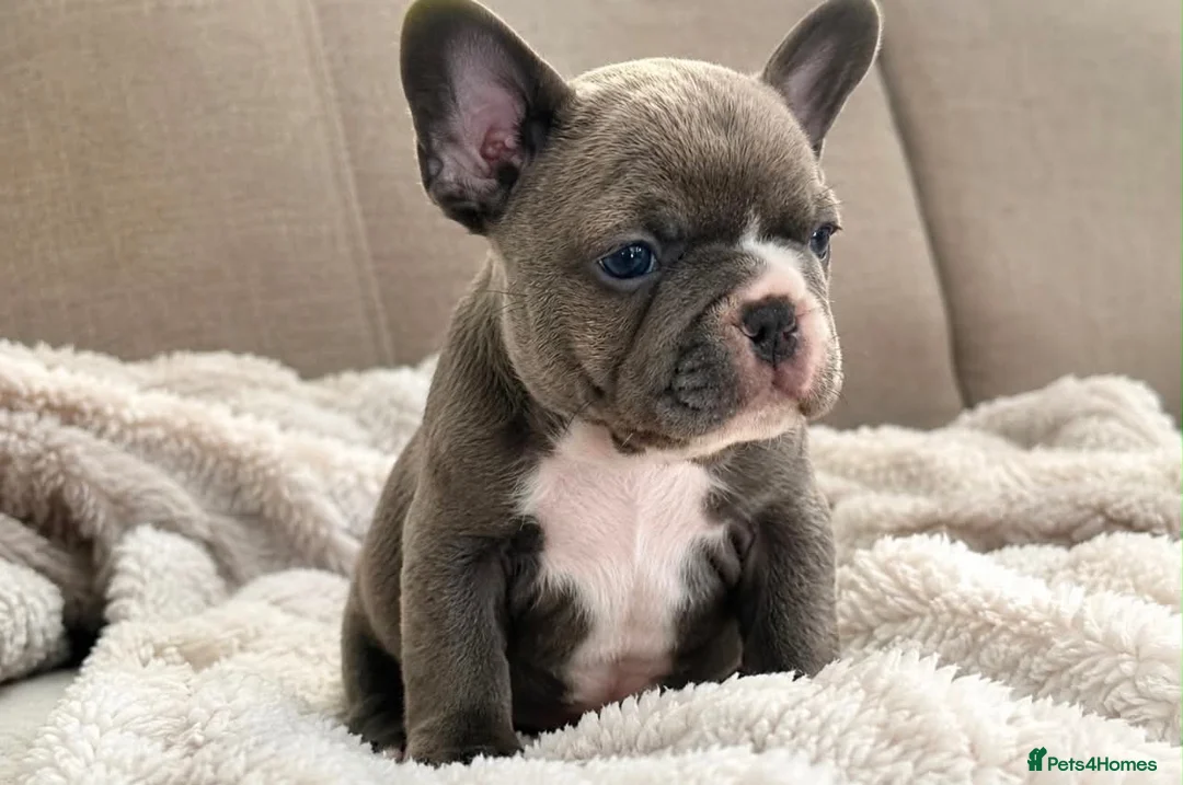 French Bulldog dogs for sale: Beautiful Pedigree French Bulldog girls🥰 - Advert 1