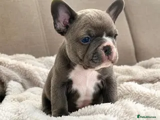 French Bulldog dogs Beautiful Pedigree French Bulldog girls🥰 - Advert 1