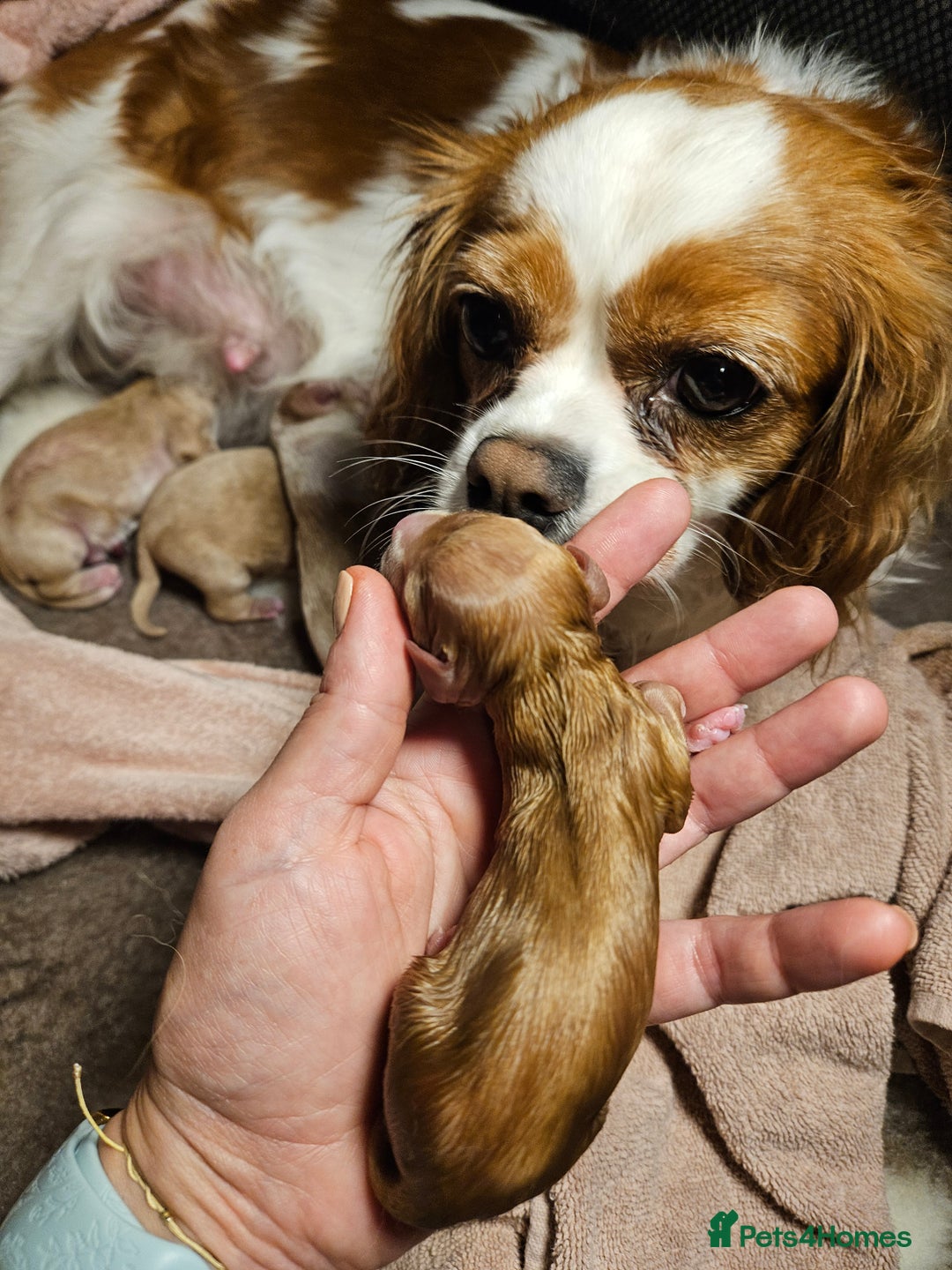 Mixed Breed dogs for sale: Adorable Cavapoo Puppies 🐶  - Image 21