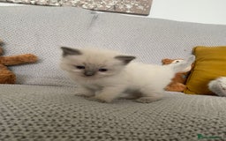 Ragdoll cats for sale: GCCF Ragdoll Kittens - Image 5