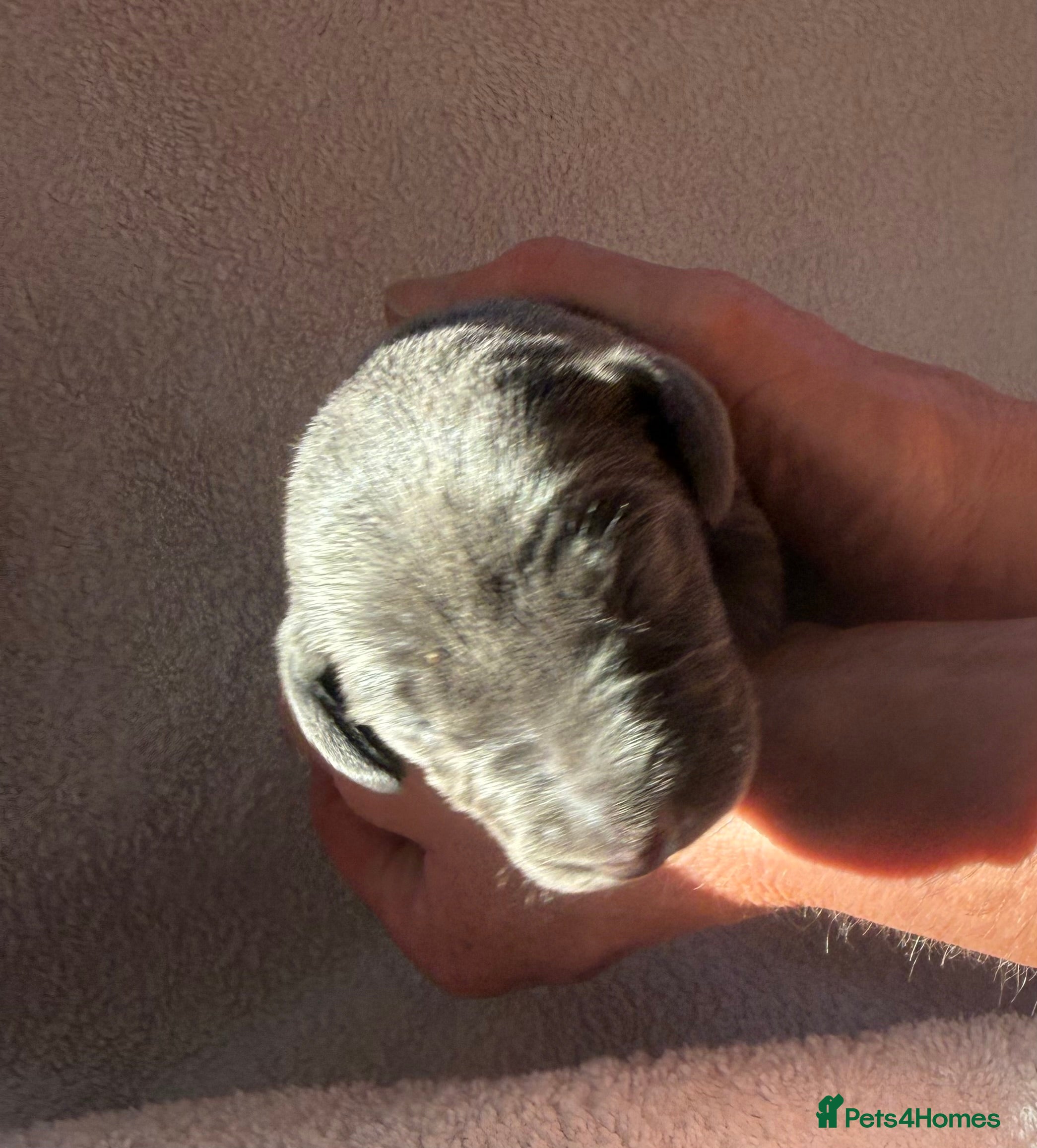 Weimaraner dogs KC Reg Weimaraner Puppies Silver & Blue - Advert 2