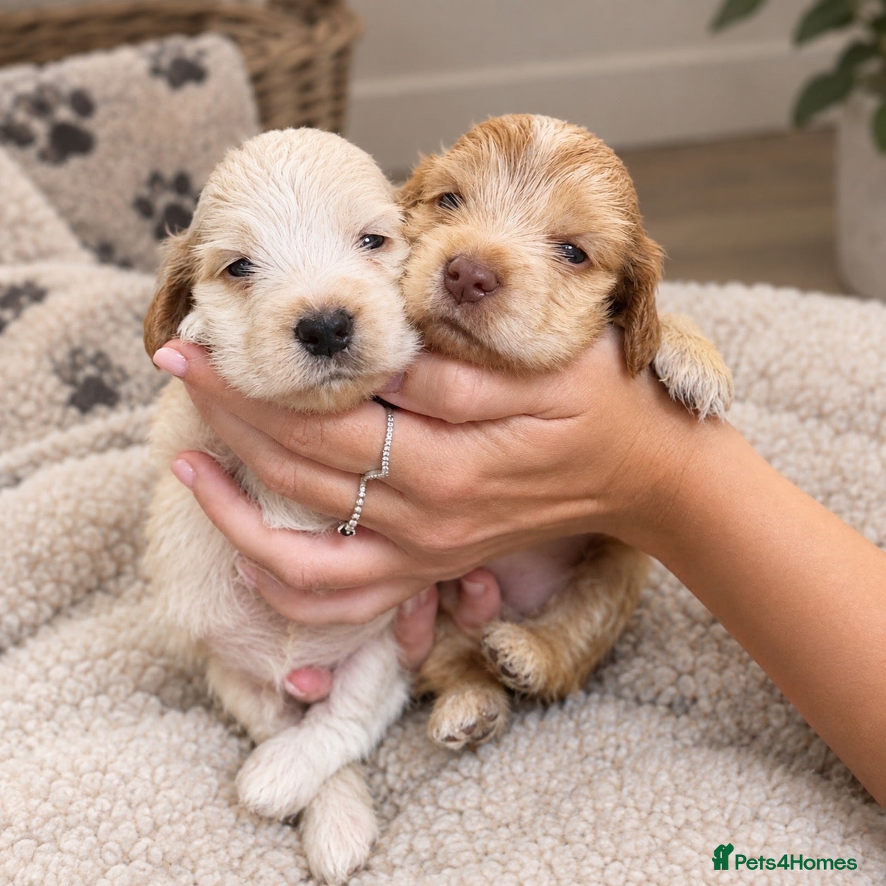 Cocker Spaniel dogs Show cocker spaniel pups extensively health tested - Advert 1
