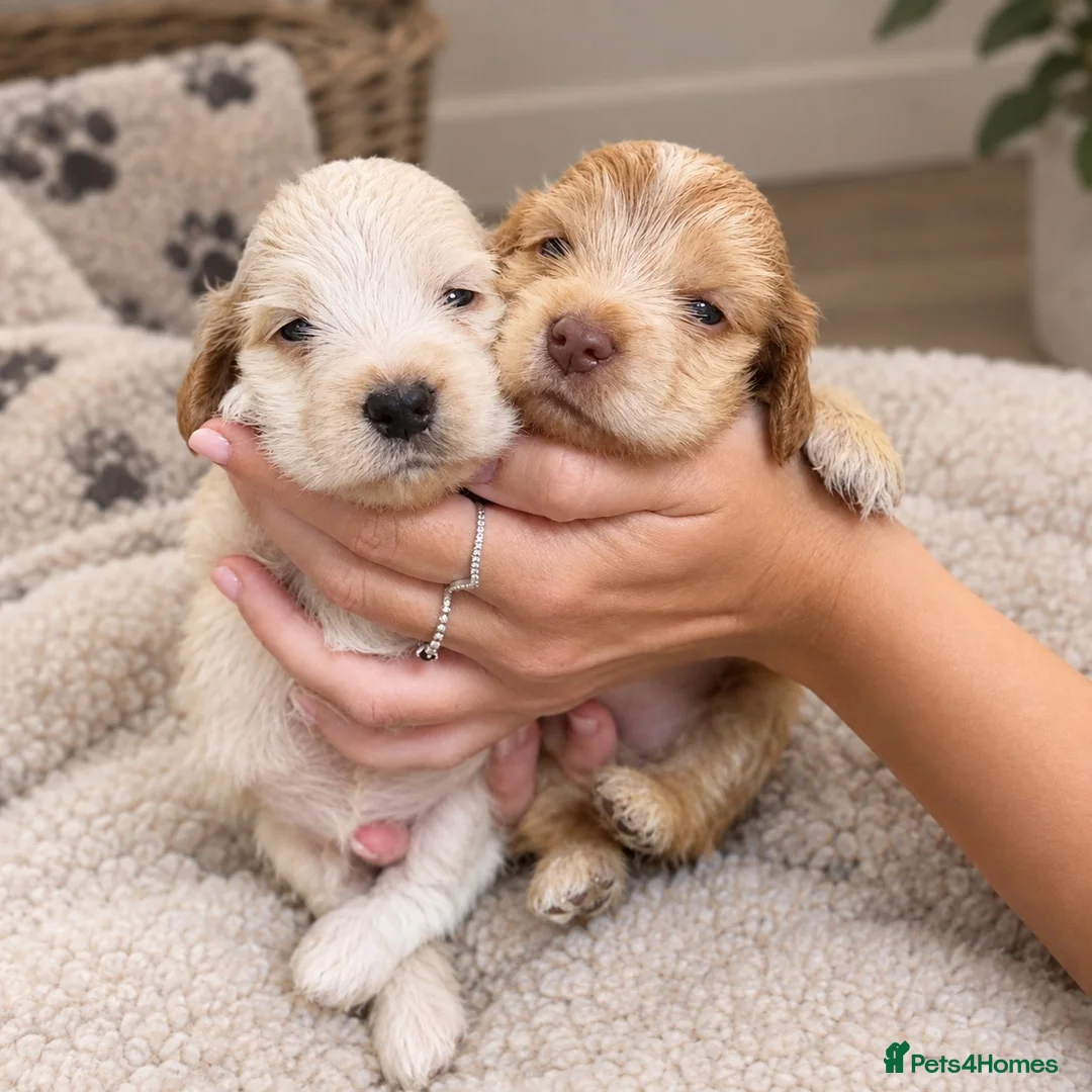 Cocker Spaniel dogs for sale: Show cocker spaniel pups extensively health tested - Advert 1
