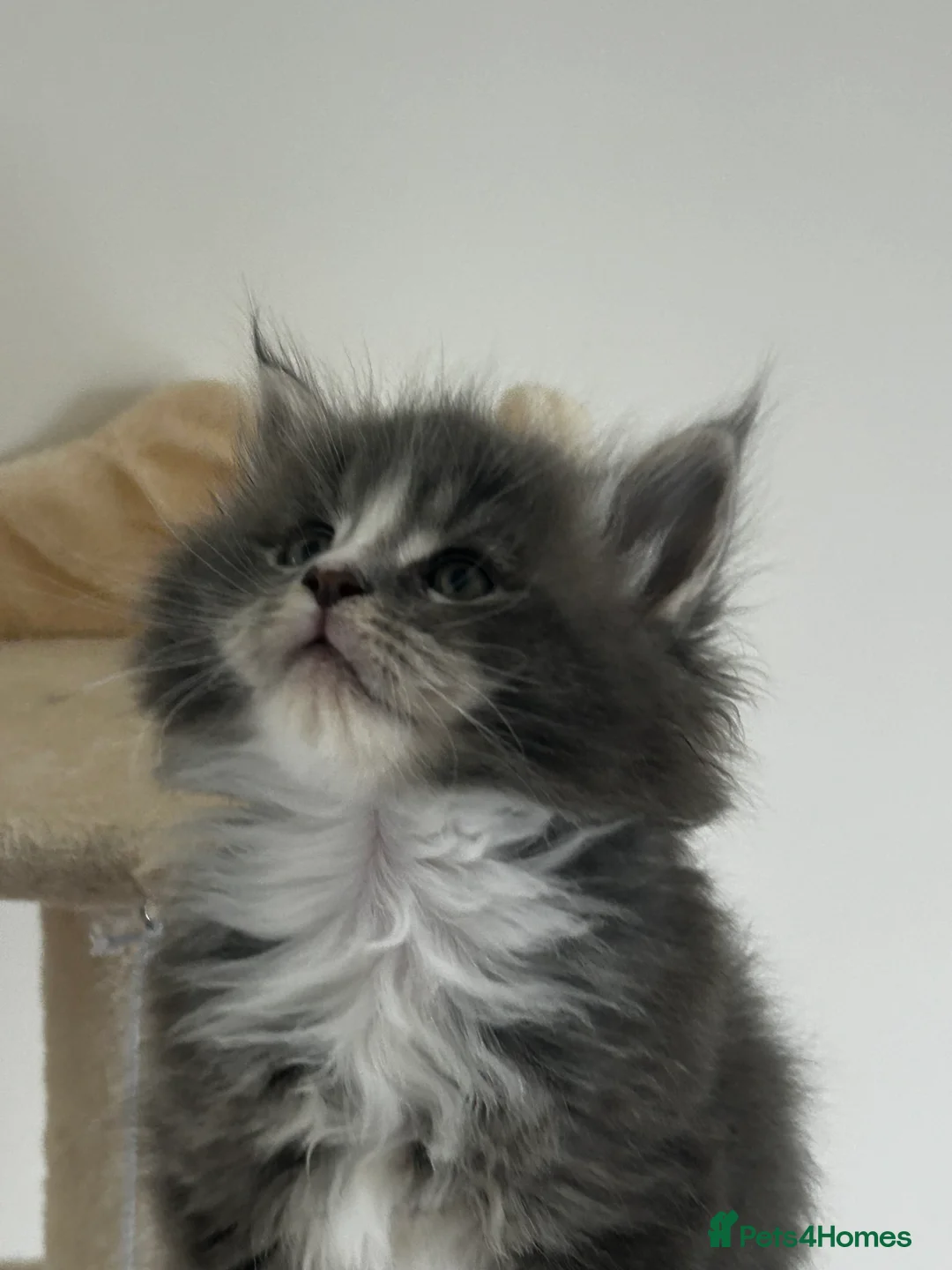 Maine Coon cats for sale: Find Your Purrfect Match! - Advert 27