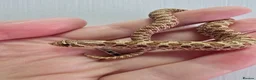 Snake reptiles for sale: CB 26 Western hognose babies ready for homes - Advert 11