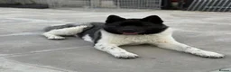 Akita dogs for sale: KC Registered American Akita Puppy - Advert 1