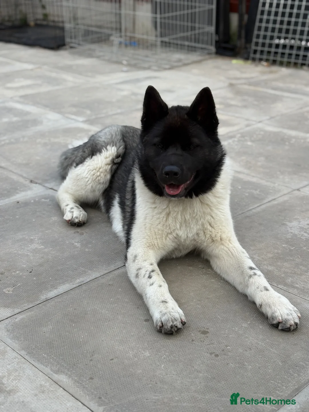 Akita dogs for sale: KC Registered American Akita Puppy - Advert 1