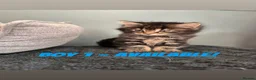 Mixed Breed cats for sale: BEAUTIFUL KITTENS READY NOW!!! - Advert 8
