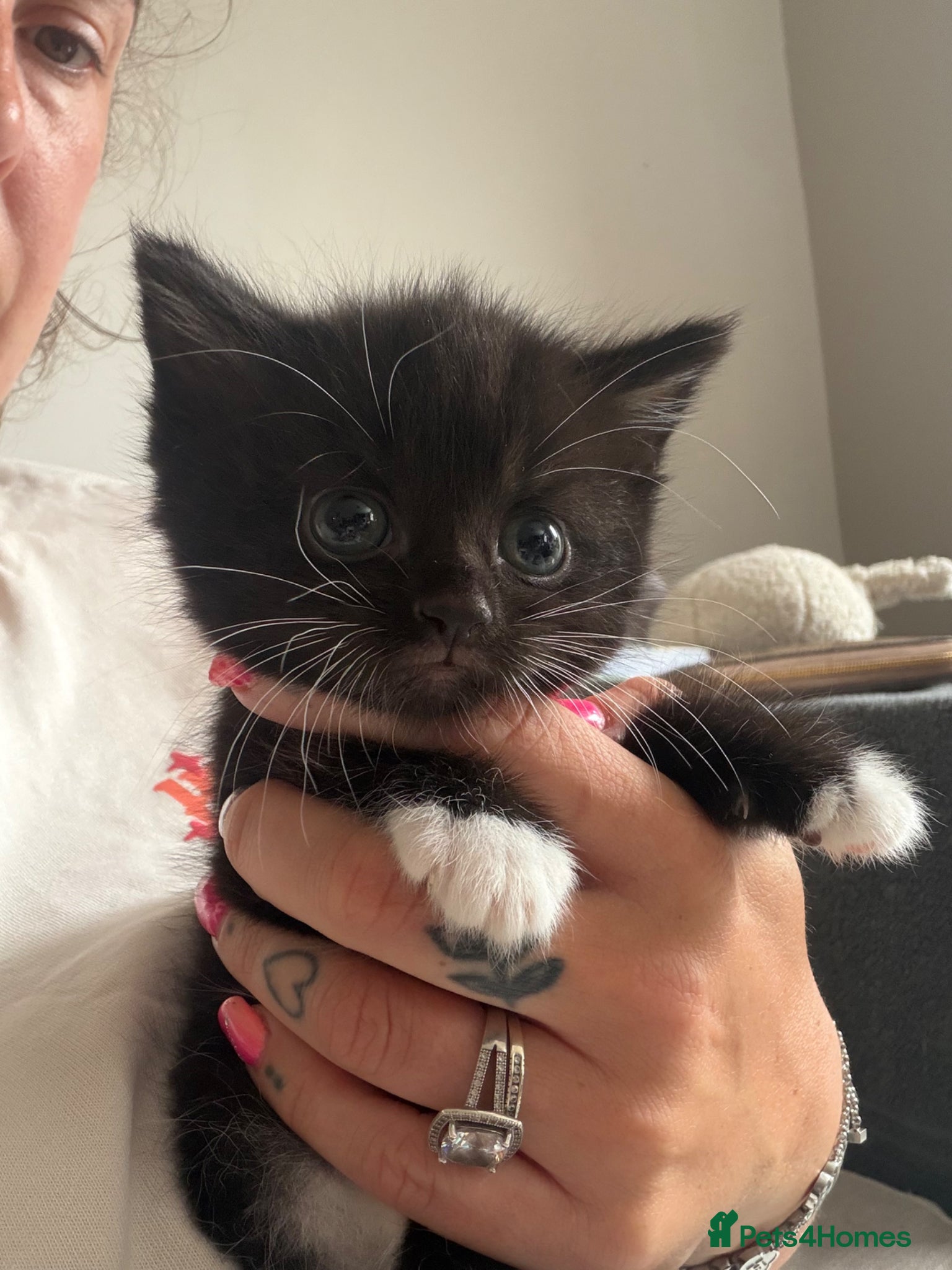 Mixed Breed cats Beautiful black and white kittens  - Advert 7