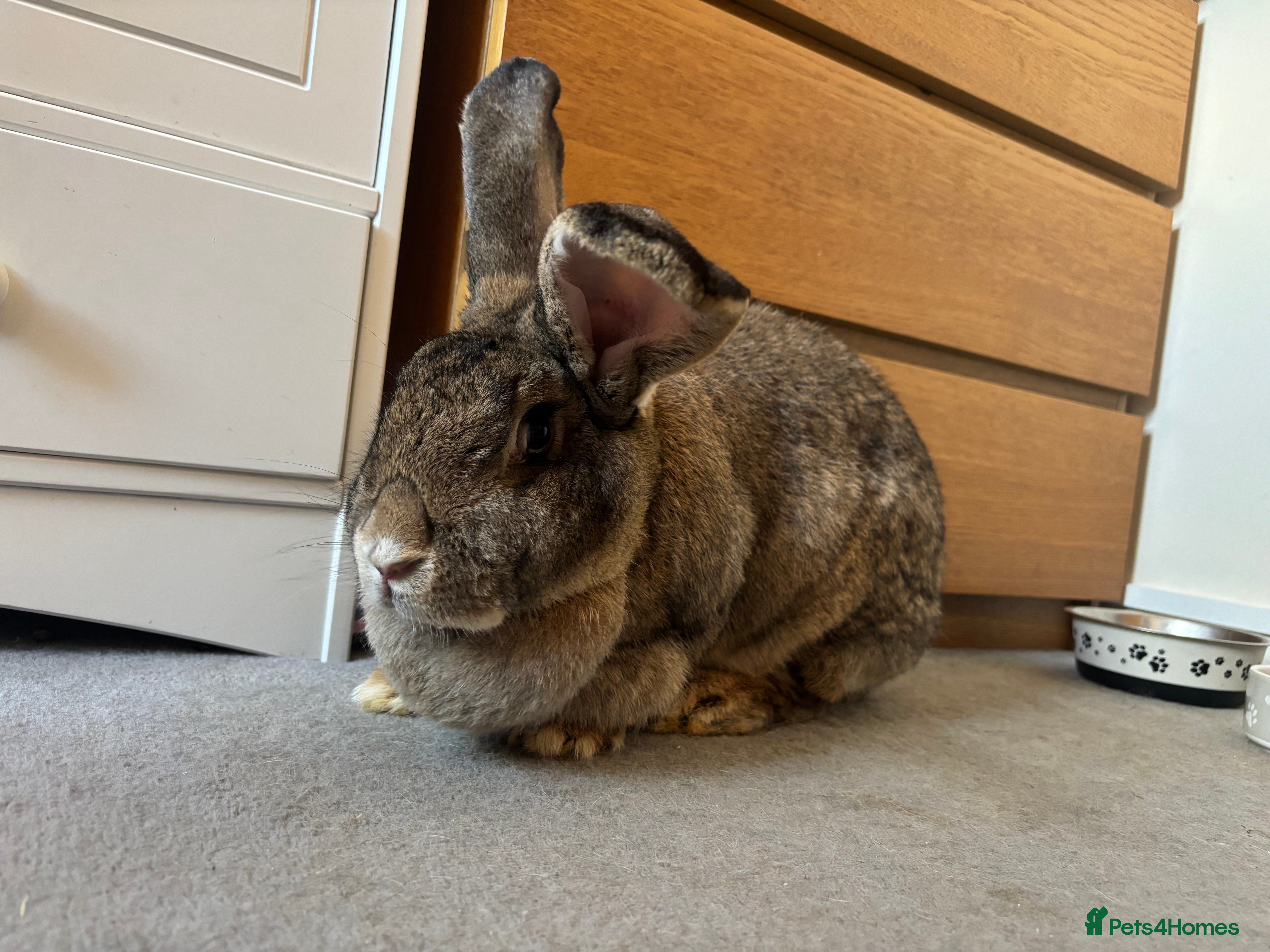 Continental Giant rabbits Female and male continental giants  - Advert 7