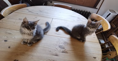 Maine Coon cats - Advert 16