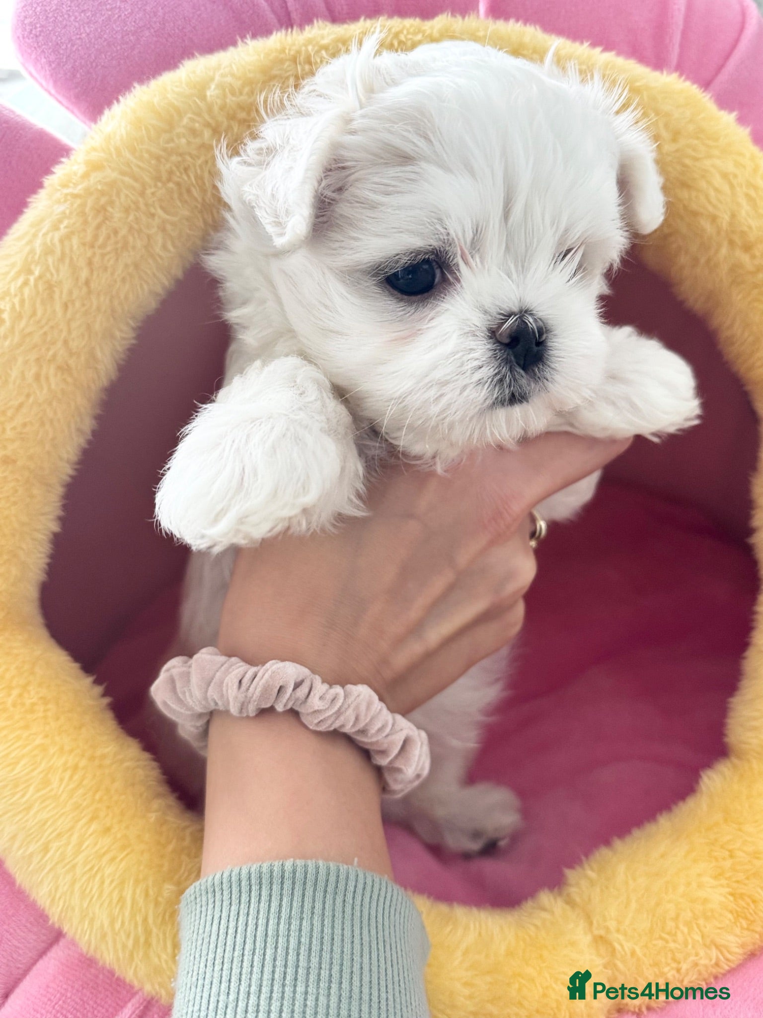 Maltese dogs ✨Exceptional Full Korean Maltese Boy✨ - Advert 1