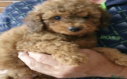 Toy Poodle dogs for sale: KC Toy Poodles, health tested, champion bloodline - Image 8