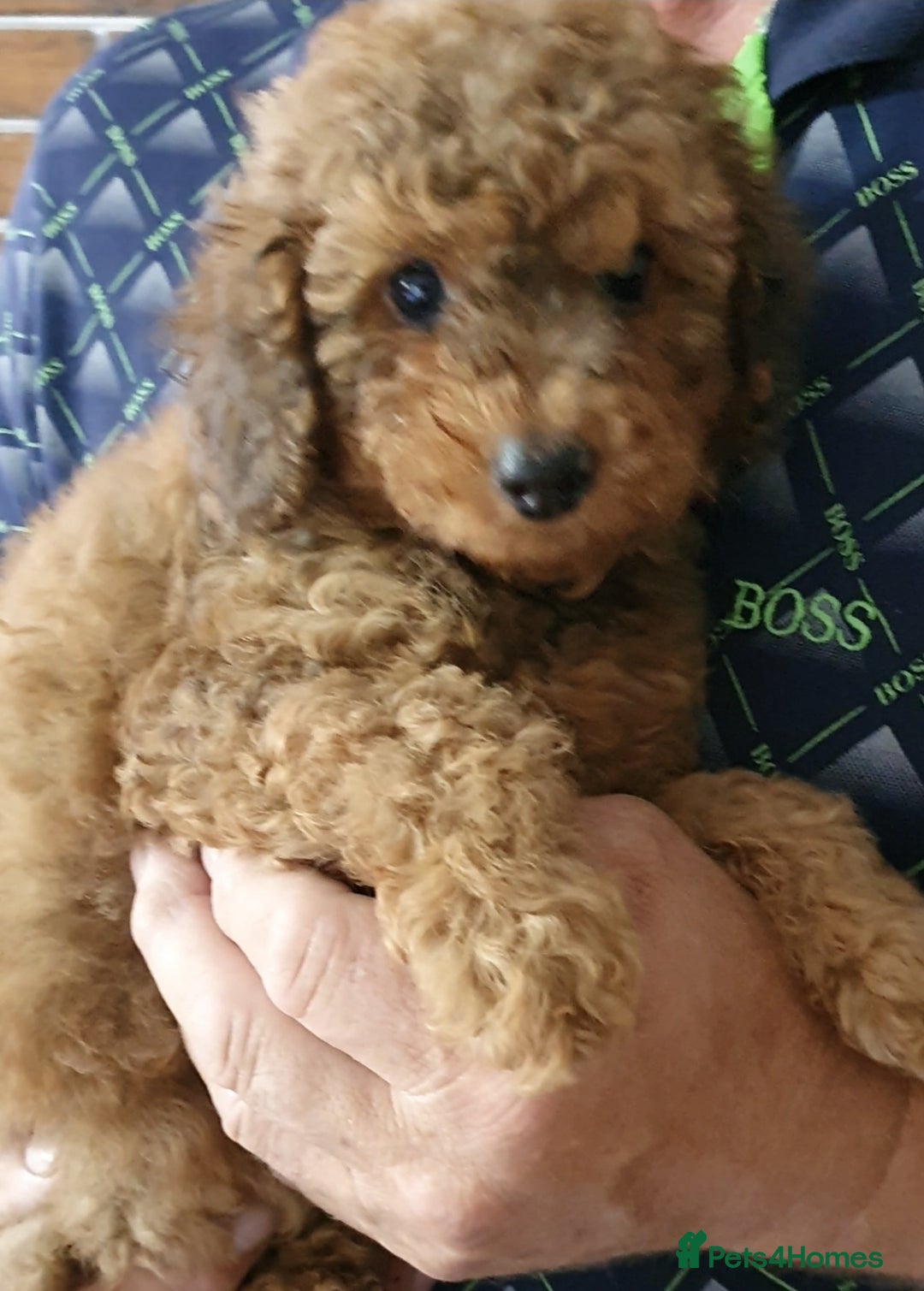 Toy Poodle dogs for sale: KC Toy Poodles, health tested, champion bloodline - Image 8