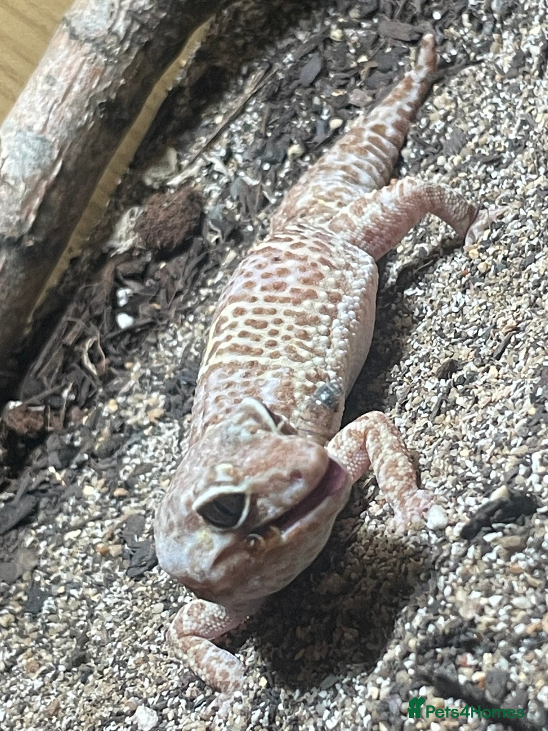 Leopard Gecko reptiles for sale: Leopard gecko couple m/f - Advert 6