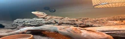 Bearded Dragon reptiles for sale: Bearded dragon with viv for sale. - Advert 4