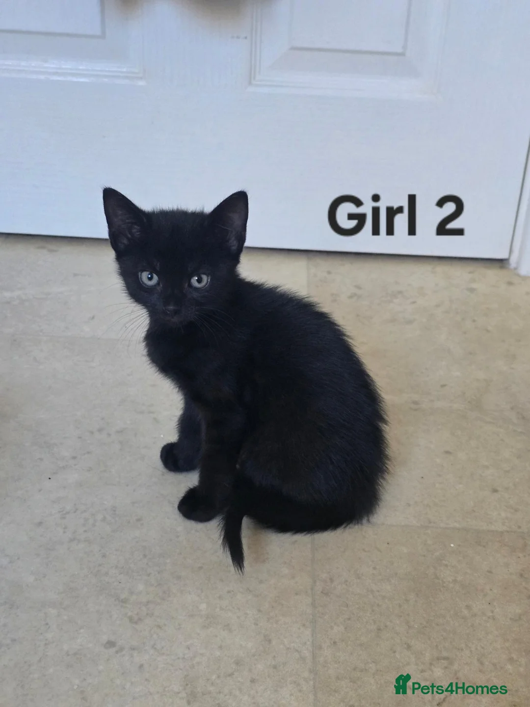 Mixed Breed cats for sale: 4 Kittens ready for rehoming. in Peterborough - Advert 5