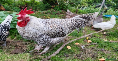 Chickens poultry - Advert 5