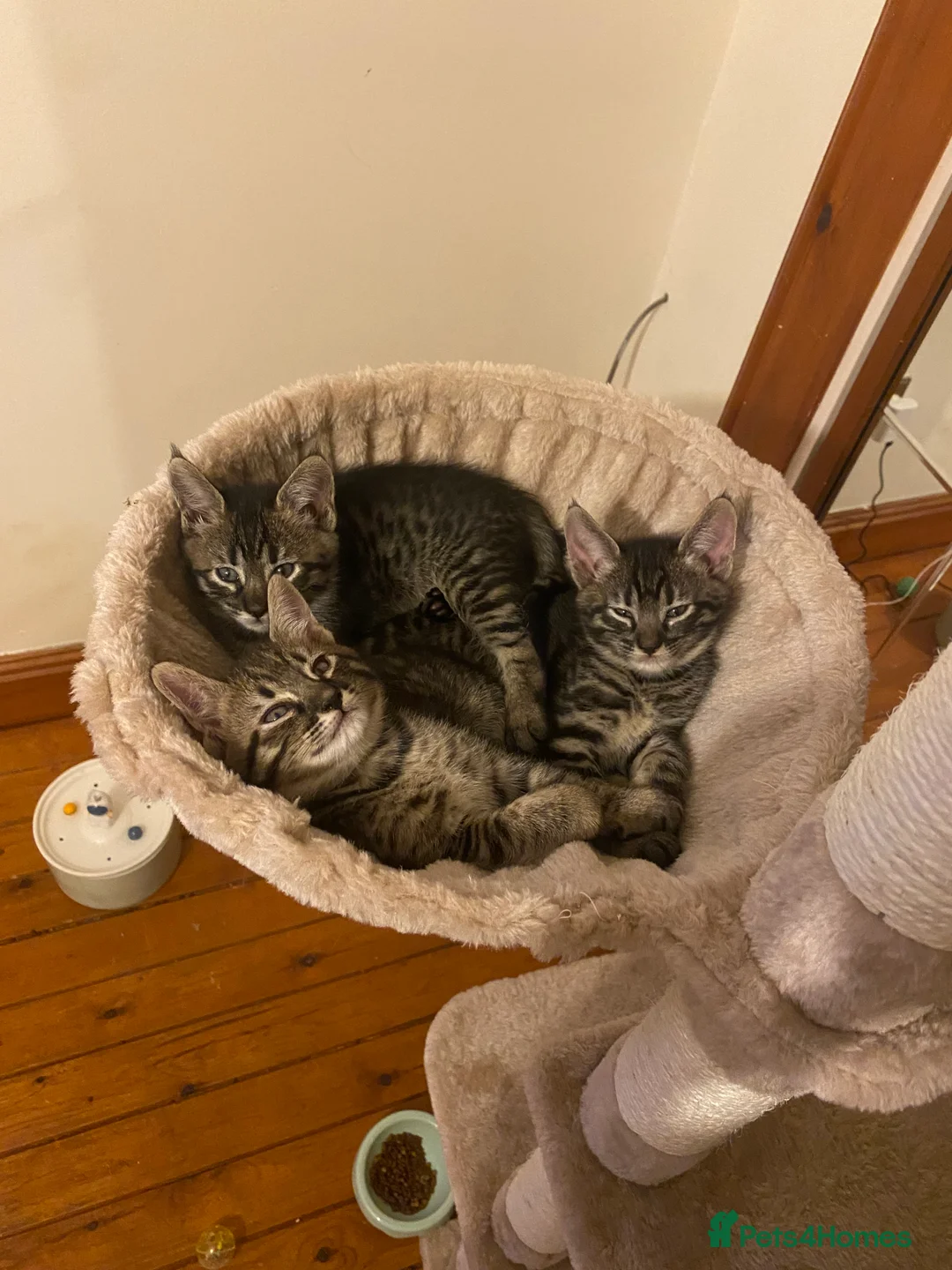 Mixed Breed cats for sale: Savannah X Maine Coon kittens - Advert 1