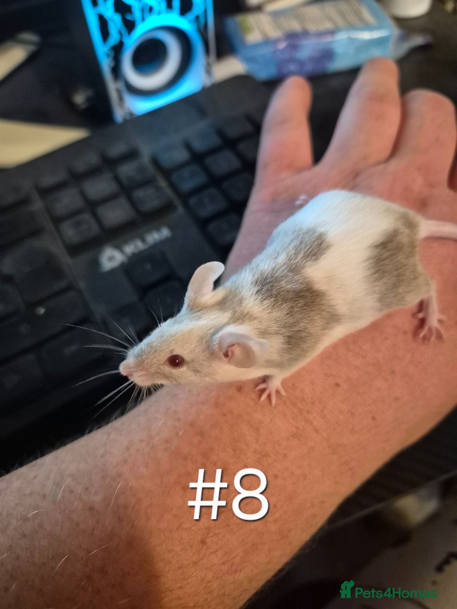 Mouse rodents 4 Cute Male Baby Fancy Mice - Advert 3