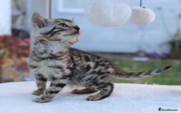 Bengal cats for sale: CUTE BENGAL KITTENS AVAILABLE - Image 19