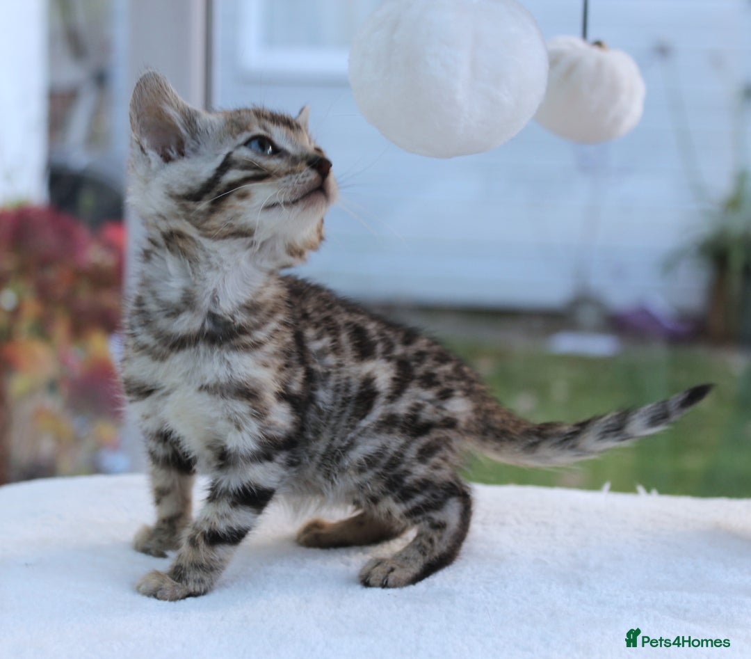 Bengal cats for sale: CUTE BENGAL KITTENS AVAILABLE - Image 19