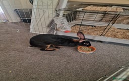 Belgian Hares rabbits for sale: Beautiful Belgian hare needing a new home  - Image 3
