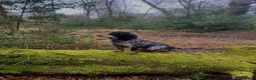 Cocker Spaniel dogs for sale: Trained cocker spaniel bitch - Advert 3