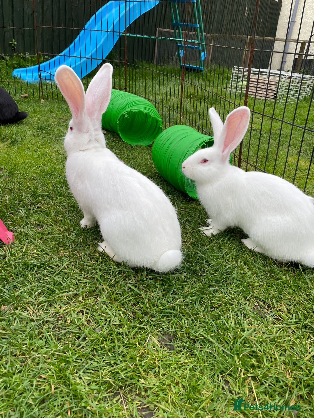 Continental Giant rabbits for sale: 2 male continental giants left - Image 15