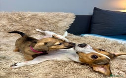 Jack Russell dogs for sale: Much Wenlock Mix Miniature Jack Russell Puppies - Image 16