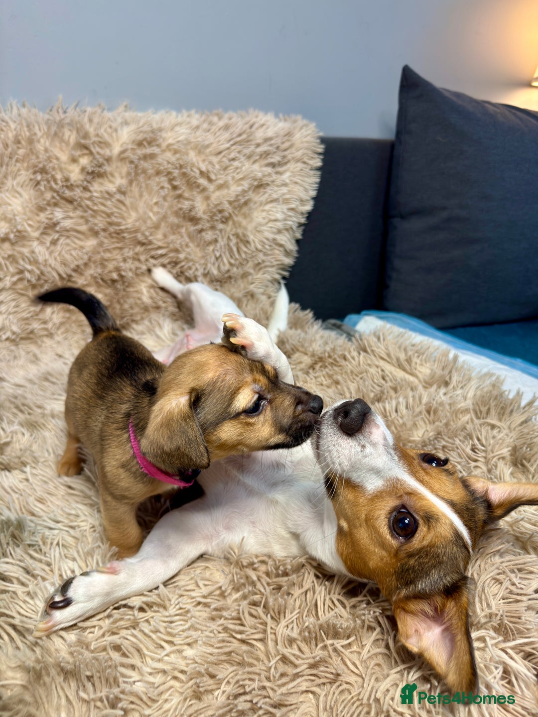 Jack Russell dogs for sale: Much Wenlock Mix Miniature Jack Russell Puppies - Image 16