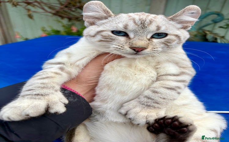 Keetso cats Rare Keetso female for breeding  - Advert 2