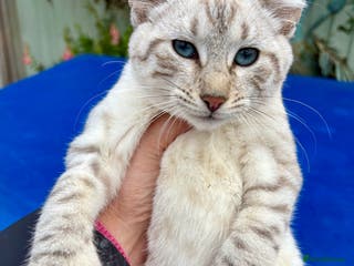 Keetso cats Rare Keetso female - Advert 2