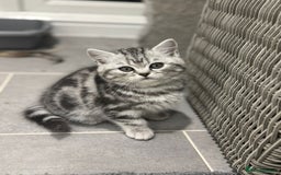 British Shorthair cats for sale: Beautiful registered British Shorthaired Kittens - Image 10
