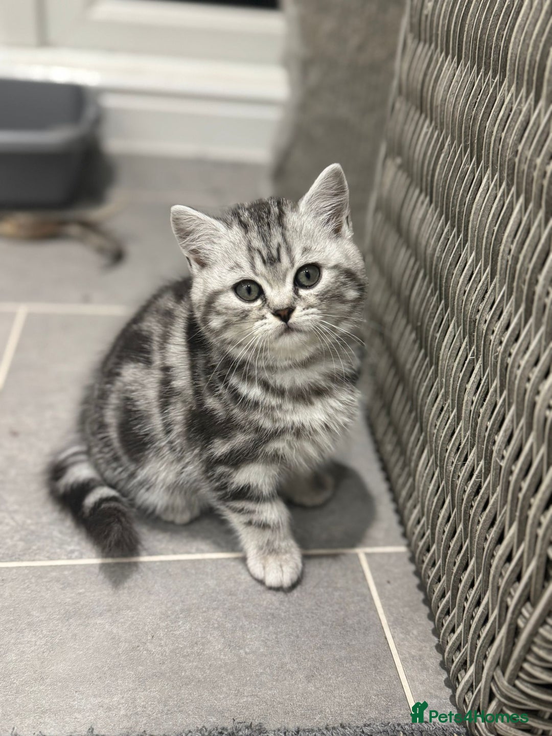 British Shorthair cats for sale: Beautiful registered British Shorthaired Kittens - Image 10