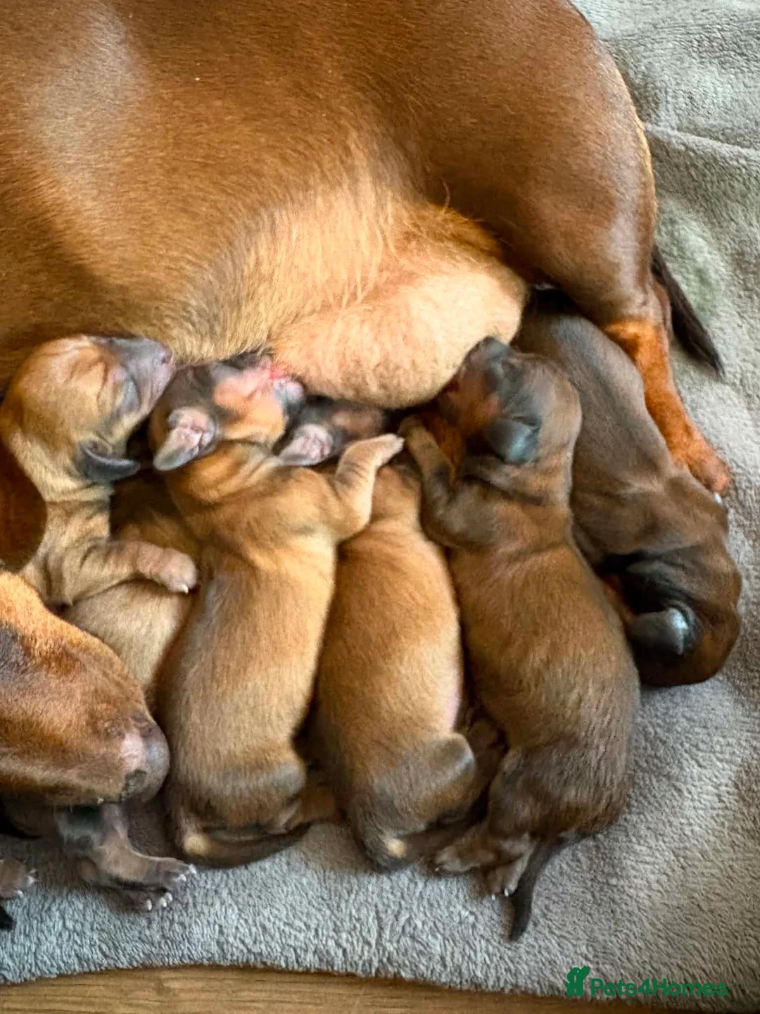 Miniature Dachshund dogs for stud: Beautiful Long Haired Full Cream Dachshund *Stud* - Advert 17