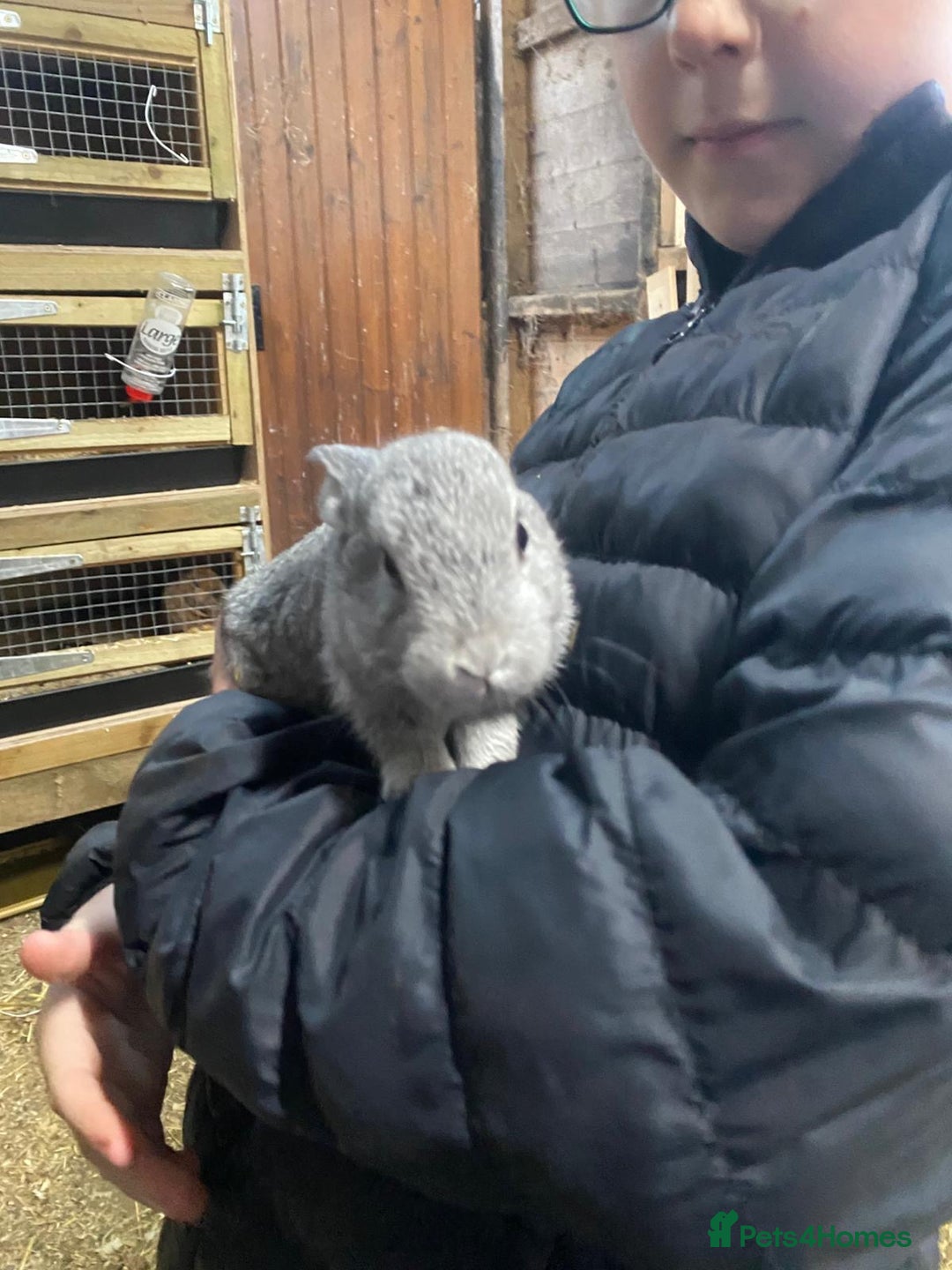 Mixed Breed rabbits for sale: Mini Rex / mini Rex cross - Advert 3