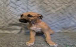 Lurcher dogs for sale: Lurcher puppies  - Image 3