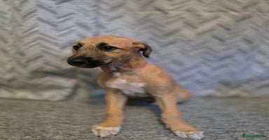 Lurcher dogs - Advert 1
