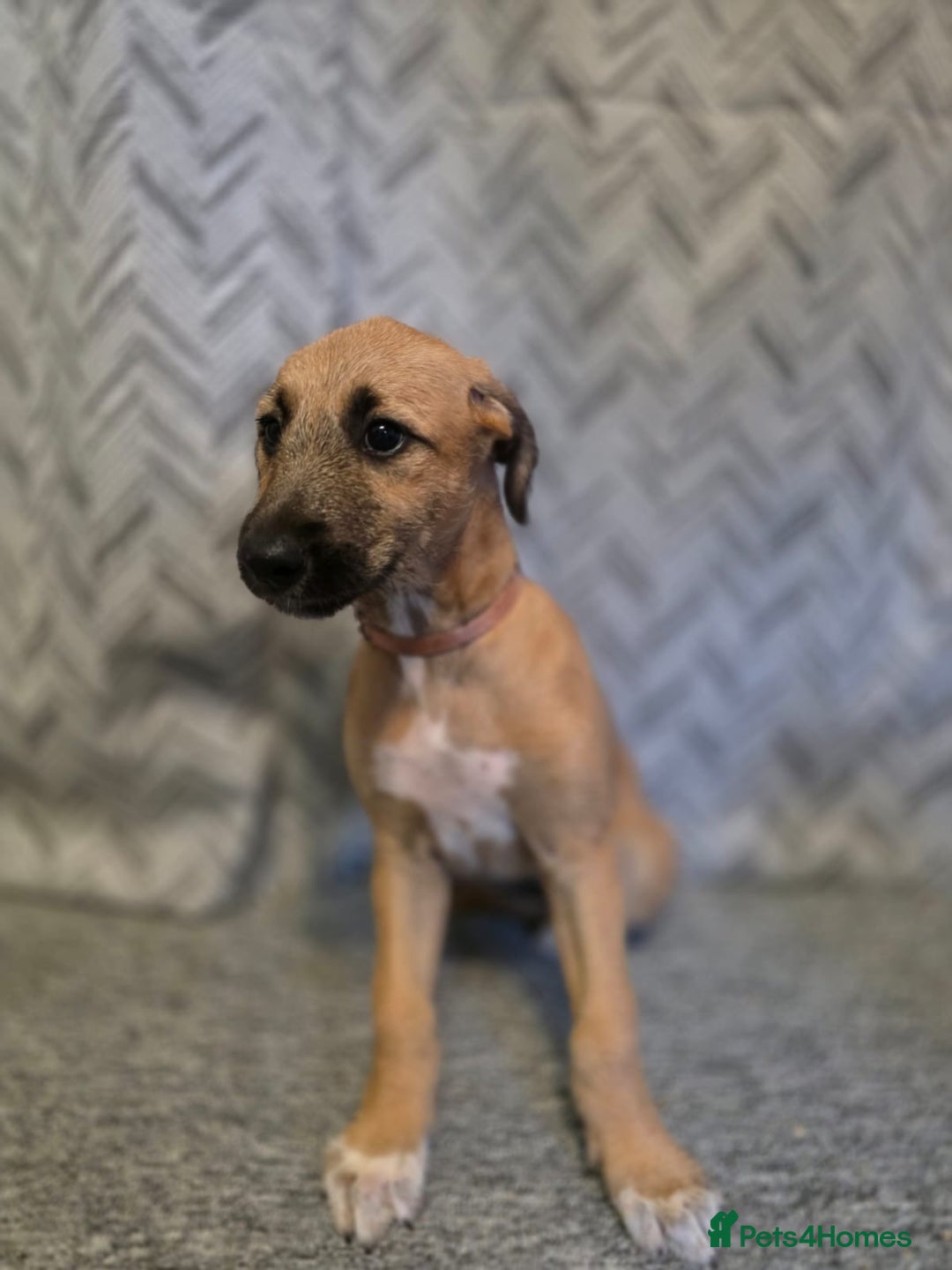 Lurcher dogs for sale: Lurcher puppies  - Image 3