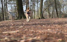 Shepsky dogs for sale: Beautiful Bitch for adoption we don’t want money - Image 10