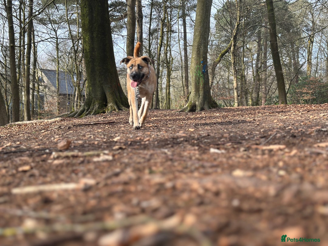 Shepsky dogs for sale: Beautiful Bitch for adoption we don’t want money - Image 10