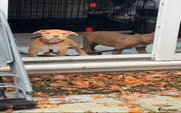 American Bull Staffy dogs for sale: Lovely adorable American Bull Staffy for sale NOW! - Image 1