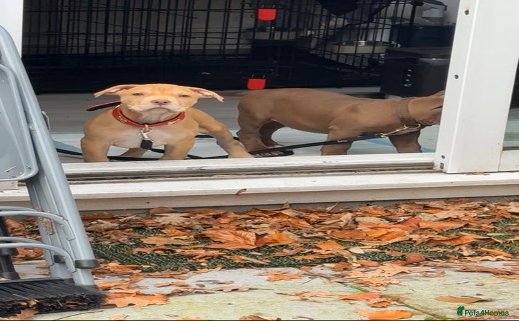 American Bull Staffy dogs - Advert 1