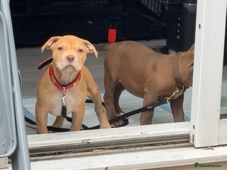 American Bull Staffy dogs for sale - Advert 1
