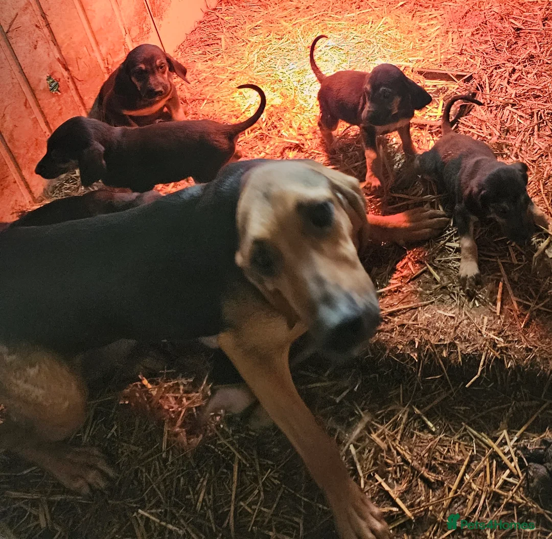 Bloodhound dogs for sale: Bloodhound  - Advert 3