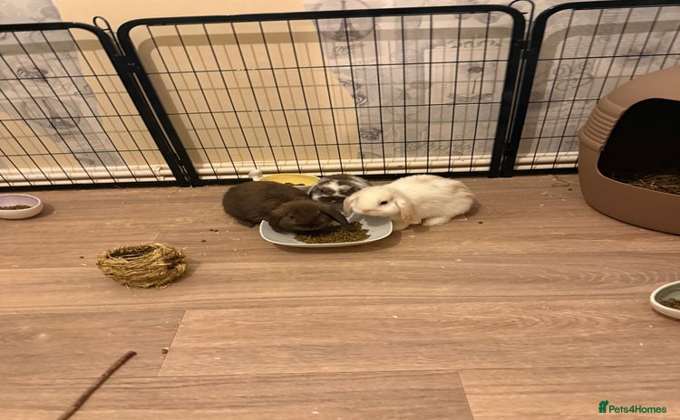 Mini Lop rabbits - Advert 5