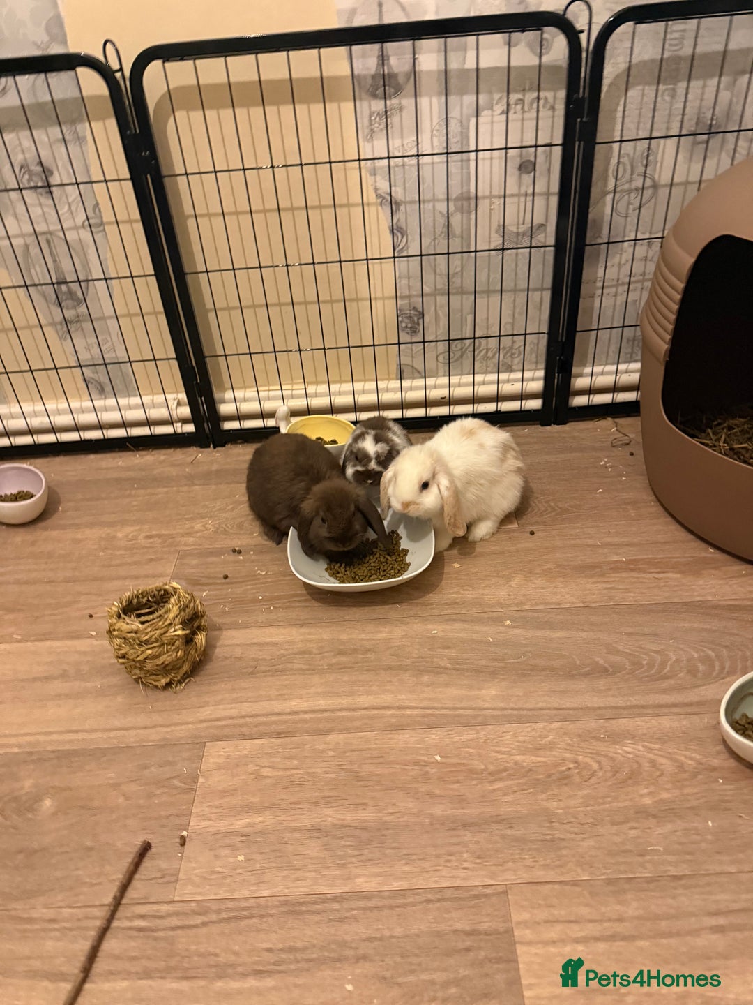 Mini Lop rabbits for sale: 3 bunnies for sale  - Image 1