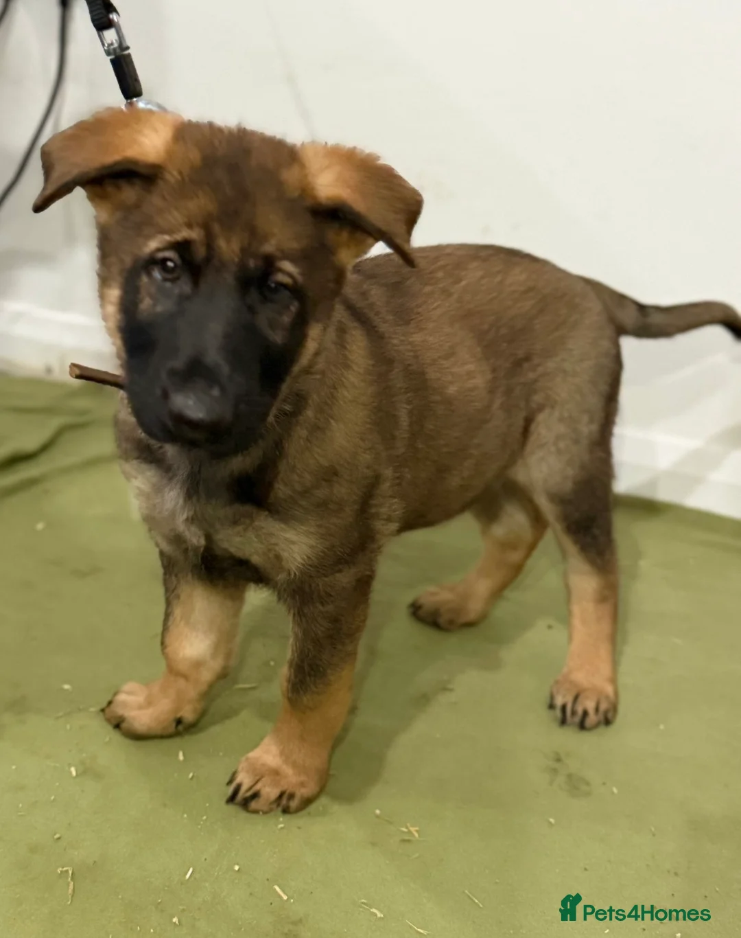 German Shepherd dogs for sale: DDR Working Line GSD Puppies Rare Working Lines - Advert 38