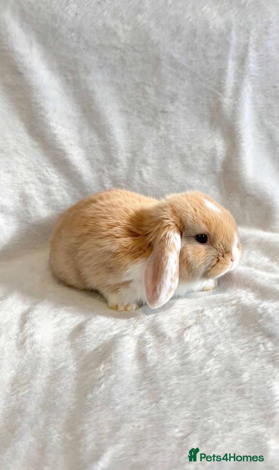 Mini Lop rabbits Baby Mini Lops (Ready 07/11) - Advert 1